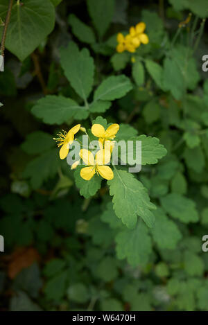 Chelidonium majus Anlage Nahaufnahme Stockfoto