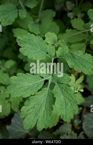 Chelidonium majus Anlage Nahaufnahme Stockfoto