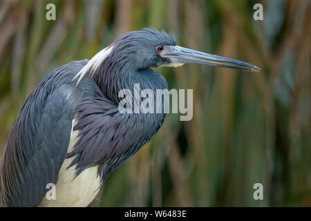 Nahaufnahme von Dreifarbigen Heron im natürlichen Lebensraum Stockfoto