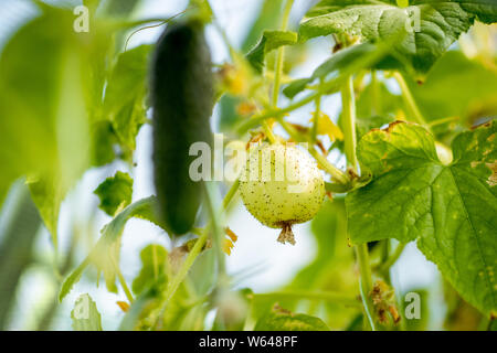 Zitrone Gurken wachsen auf dem Bio-bauernhof, Nahaufnahme Stockfoto