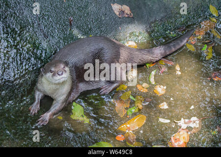 Fischotter liegen auf dem Wasser und die Sonne scheint. Stockfoto