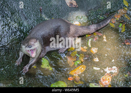 Fischotter liegen auf dem Wasser und die Sonne scheint. Stockfoto