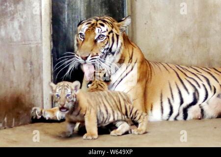 Die Bengal Tiger Nan Nan kümmert sich um Ihre vier neugeborenen Bengal Tiger cubs im Shanghai Zoo in Shanghai, China, 31. August 2018. Die Shanghai Zoo ich Stockfoto