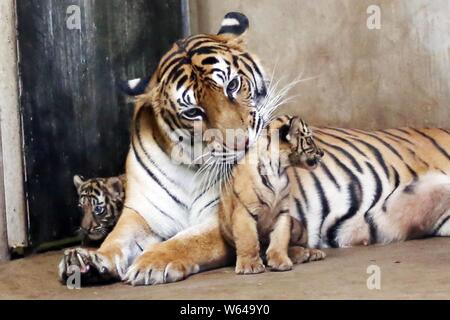 Die Bengal Tiger Nan Nan kümmert sich um Ihre vier neugeborenen Bengal Tiger cubs im Shanghai Zoo in Shanghai, China, 31. August 2018. Die Shanghai Zoo ich Stockfoto