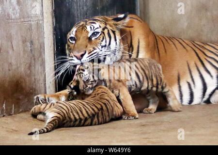 Die Bengal Tiger Nan Nan kümmert sich um Ihre vier neugeborenen Bengal Tiger cubs im Shanghai Zoo in Shanghai, China, 31. August 2018. Die Shanghai Zoo ich Stockfoto