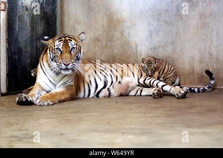 Die Bengal Tiger Nan Nan kümmert sich um Ihre vier neugeborenen Bengal Tiger cubs im Shanghai Zoo in Shanghai, China, 31. August 2018. Die Shanghai Zoo ich Stockfoto