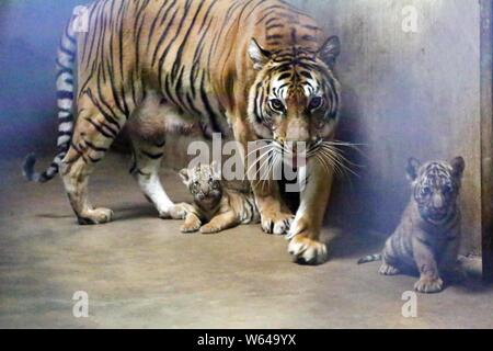 Die Bengal Tiger Nan Nan kümmert sich um Ihre vier neugeborenen Bengal Tiger cubs im Shanghai Zoo in Shanghai, China, 31. August 2018. Die Shanghai Zoo ich Stockfoto