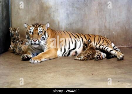 Die Bengal Tiger Nan Nan kümmert sich um Ihre vier neugeborenen Bengal Tiger cubs im Shanghai Zoo in Shanghai, China, 31. August 2018. Die Shanghai Zoo ich Stockfoto