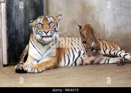 Die Bengal Tiger Nan Nan kümmert sich um Ihre vier neugeborenen Bengal Tiger cubs im Shanghai Zoo in Shanghai, China, 31. August 2018. Die Shanghai Zoo ich Stockfoto