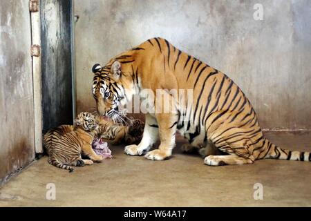 Die Bengal Tiger Nan Nan kümmert sich um Ihre vier neugeborenen Bengal Tiger cubs im Shanghai Zoo in Shanghai, China, 31. August 2018. Die Shanghai Zoo ich Stockfoto