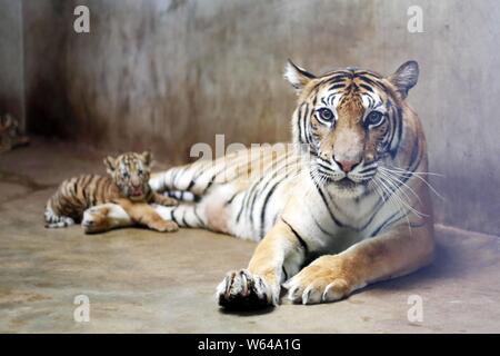 Die Bengal Tiger Nan Nan kümmert sich um Ihre vier neugeborenen Bengal Tiger cubs im Shanghai Zoo in Shanghai, China, 31. August 2018. Die Shanghai Zoo ich Stockfoto