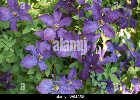 Clematis Comtesse de Bouchaud Lila Blume Nahaufnahme Stockfoto