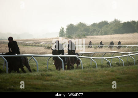 Beckhampton Stallungen, in der Nähe von Marlborough, Wiltshire, UK. 29. Juli 2019. Nebel und eine trübe Sonne Grüße am frühen Morgen Training für Reiter und Rennen Stockfoto