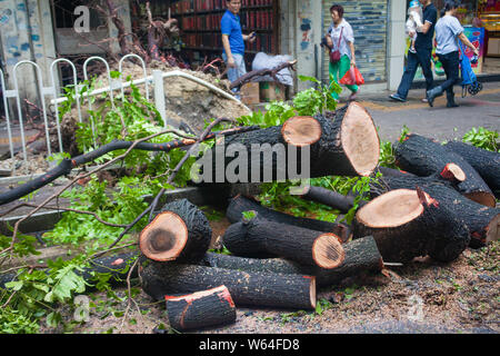 Bäume entwurzelt werden vom starken Wind von Typhoon typhoon Mangkhut, der 22. des Jahres, in der Stadt Guangzhou, die südchinesische Provinz Guangdong, 17 Se verursacht Stockfoto