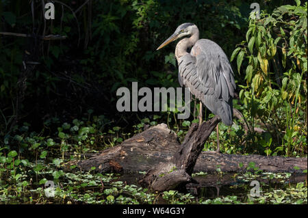 Great Blue Heron thront auf einem toten Baum in sumpfigen Gewässern Stockfoto