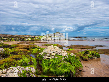 Atemberaubende Aussicht auf Stein mit Algen und Craigleith Island, North Berwick Firth von weiter. East Lothian, Schottland. Nordsee. Stockfoto