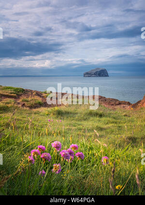 Blick auf blühende Blumen und Bass Rock. Bass Rock hat die weltweit größte Kolonie der Basstölpel. North Berwick. Nordsee, Schottland. Vereinigtes Königreich Stockfoto