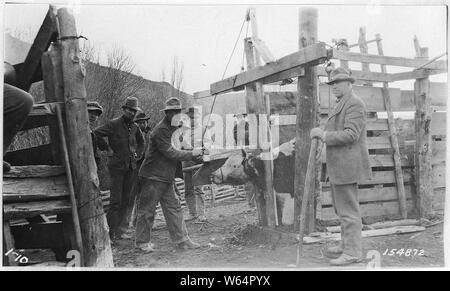 Enthornung von Rindern, Stanton Ranch, Mill Creek, Ochoco Wald, 1915. Stockfoto