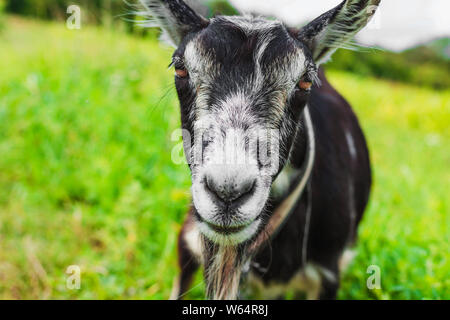 Schöne Nahaufnahme portrait einer Ziege auf dem Hintergrund der Natur Stockfoto