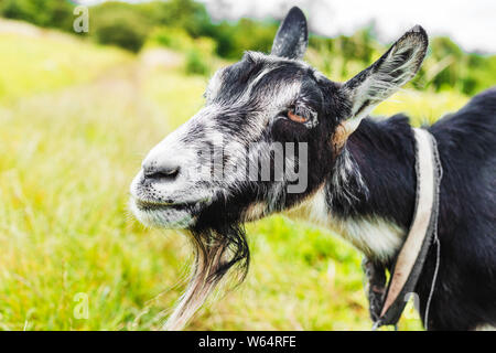 Schöne Nahaufnahme portrait einer Ziege auf dem Hintergrund der Natur Stockfoto