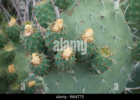 Feigenkakteen, Opuntia littoralis, Cagliari, Sardinien Stockfoto