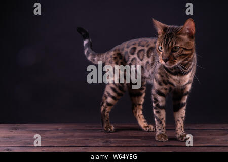 Leopard Bengal Katze auf Holztisch, schwarzer Hintergrund, Low Key. Stockfoto