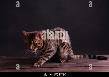 Leopard Bengal Katze auf Holztisch, schwarzer Hintergrund, Low Key. Stockfoto