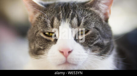 Die Schnauze eines inländischen Gestreifte hochmütig Katze mit gelben Augen, die er verächtlich Kniff Stockfoto