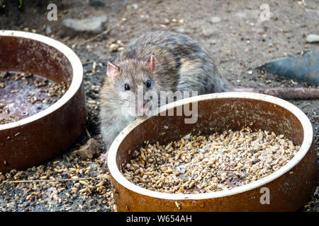 Wilde braune Ratte essen Korn auf dem Bauernhof Futterplatz Stockfoto