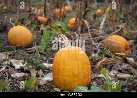 Orange Kürbisse im Herbst Garten reif. Stockfoto