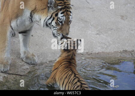 Tiger Mutter gibt einen liebevollen Kuss auf ihr Junges Stockfoto