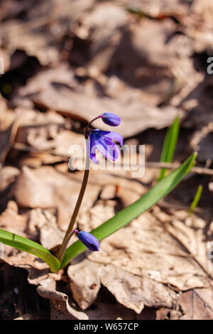 Erste Frühling Blumen blau Schneeglöckchen Stockfoto