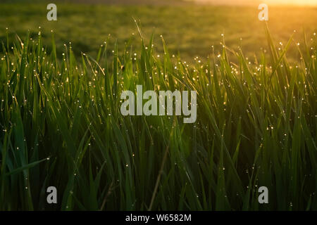 Grüne Gras mit Tautropfen bei Sonnenaufgang im Frühjahr vor dem Hintergrund der Sonneneinstrahlung. Schönheit der Natur. Close-up. Fokussteuerung Stockfoto