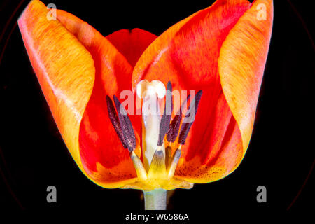 Orangered Tulip in teilweiser Querschnitt Stockfoto