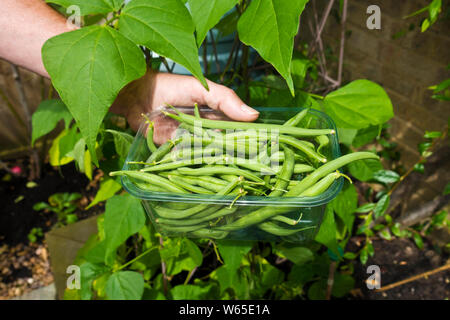 Frisch gepflückte Klettern green runner bean Pods cobra Vielfalt in einem Kunststoffbehälter fach Teller England UK Vereinigtes Königreich GB Grossbritannien Stockfoto