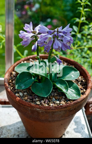 Nahaufnahme der blauen Mausohren Miniatur-Hosta-Pflanze mit Fliederblumen, die in einem Tontopf in einem Gewächshaus wachsen England Großbritannien GB Großbritannien Stockfoto