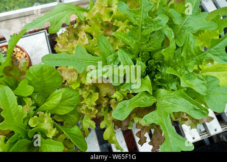 Nahaufnahme von Mesclun gemischten Salat-Salat Blätter Lollo rossa, catalogna, gruner eishauptel, rote Salatschüssel und kleine Edelstein wächst in Töpfen im Gewächshaus Stockfoto