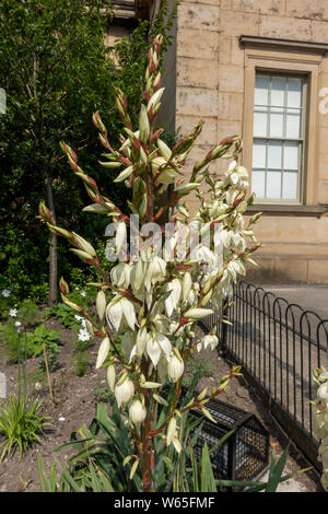 Nahaufnahme von Yucca gloriosa variegata spanischer Dolch asparagaceae Blume blühender immergrüner Strauch in einem Garten England Vereinigtes Königreich Großbritannien Stockfoto