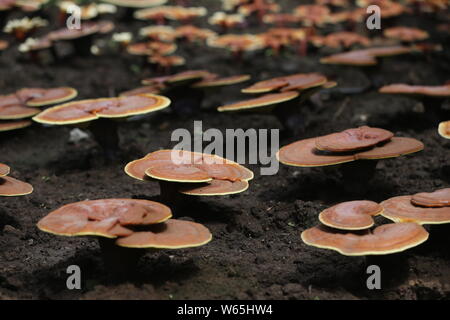 Lingzhi mushroom von Dorfbewohnern angebaut werden während des 17 China Changchun Internationale Landwirtschaft und Ernährung Messe (CCIAFF) Expo in Changc ausgestellt Stockfoto