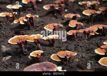 Lingzhi mushroom von Dorfbewohnern angebaut werden während des 17 China Changchun Internationale Landwirtschaft und Ernährung Messe (CCIAFF) Expo in Changc ausgestellt Stockfoto