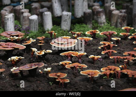 Lingzhi mushroom von Dorfbewohnern angebaut werden während des 17 China Changchun Internationale Landwirtschaft und Ernährung Messe (CCIAFF) Expo in Changc ausgestellt Stockfoto