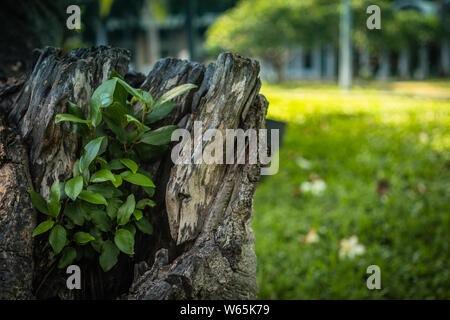 Hohl alter Baum mit Moos im Wald bedeckt. Selektive konzentrieren. Ein hohler in einer gefallenen Baum ist mit Feuer verbrannt. Stockfoto