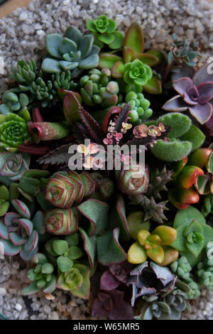Bunte sukkulenten Zusammensetzung im Terrarium Nahaufnahme Stockfoto