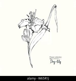 Handgezeichnete Skizze von Lilie-Tag, Einzelknospe detaillierte vintage botanische illuatration. Floral schwarze Silhouette auf weißem Hintergrund Creative Stock Vektor