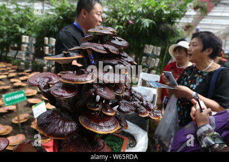 Lingzhi mushroom von Dorfbewohnern angebaut werden während des 17 China Changchun Internationale Landwirtschaft und Ernährung Messe (CCIAFF) Expo in Changc ausgestellt Stockfoto