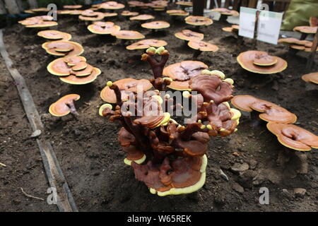 Lingzhi mushroom von Dorfbewohnern angebaut werden während des 17 China Changchun Internationale Landwirtschaft und Ernährung Messe (CCIAFF) Expo in Changc ausgestellt Stockfoto