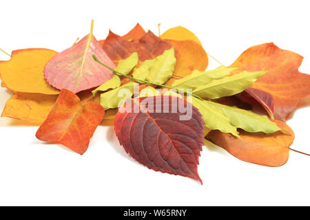 Blätter im Herbst von den Bäumen gefallen - Verschiedene Arten Stockfoto