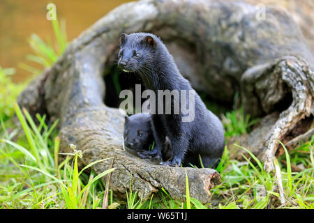 Amerikanischer Nerz, Erwachsene mit Jungen, Pine County, Minnesota, USA, Nordamerika, (Mustela Vision-fitness) Stockfoto