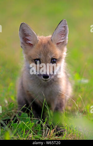 American Red Fox, Cub, Pine County, Minnesota, USA, Nordamerika, (Vulpes vulpes fulvus) Stockfoto