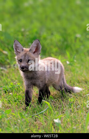 American Red Fox, Cub, Pine County, Minnesota, USA, Nordamerika, (Vulpes vulpes fulvus) Stockfoto